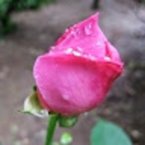 Meet your Posher, Lynda - Picture 1 of 3